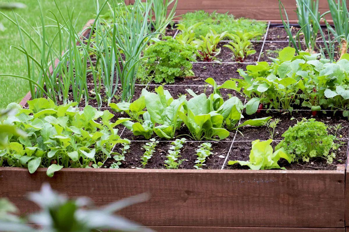 Le potager du Maquis avec légumes de saison